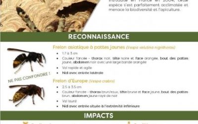 Lutte contre le frelon asiatique