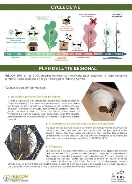 Lutte contre le frelon asiatique